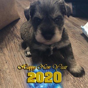 Meet your Posher, Trenda